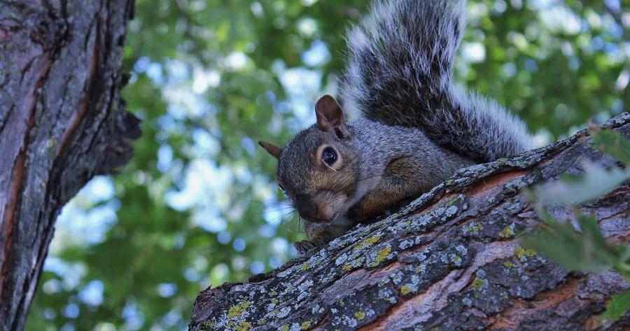 Squirrel season opens can of worms next week