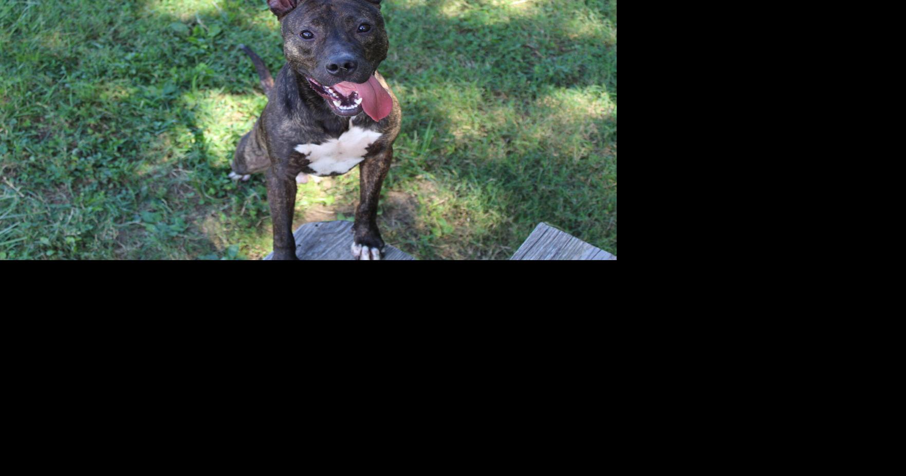 PET OF THE WEEK: Rodney | News | paducahsun.com