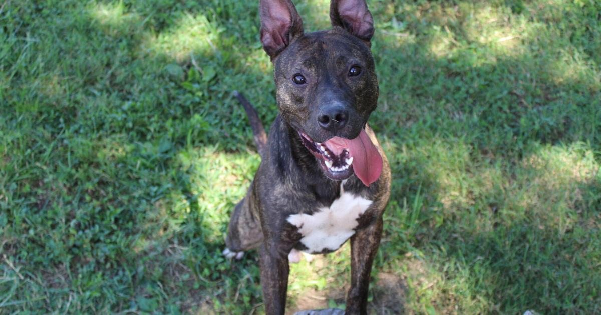 PET OF THE WEEK: Rodney | News | paducahsun.com