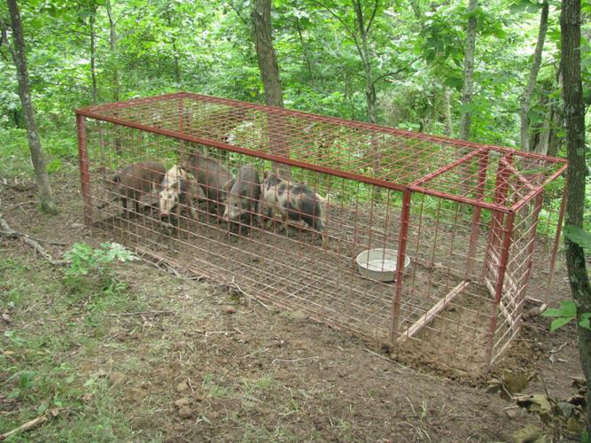 Wild pigs are commonly trapped