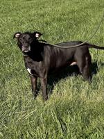 Pet of the Week: Faith