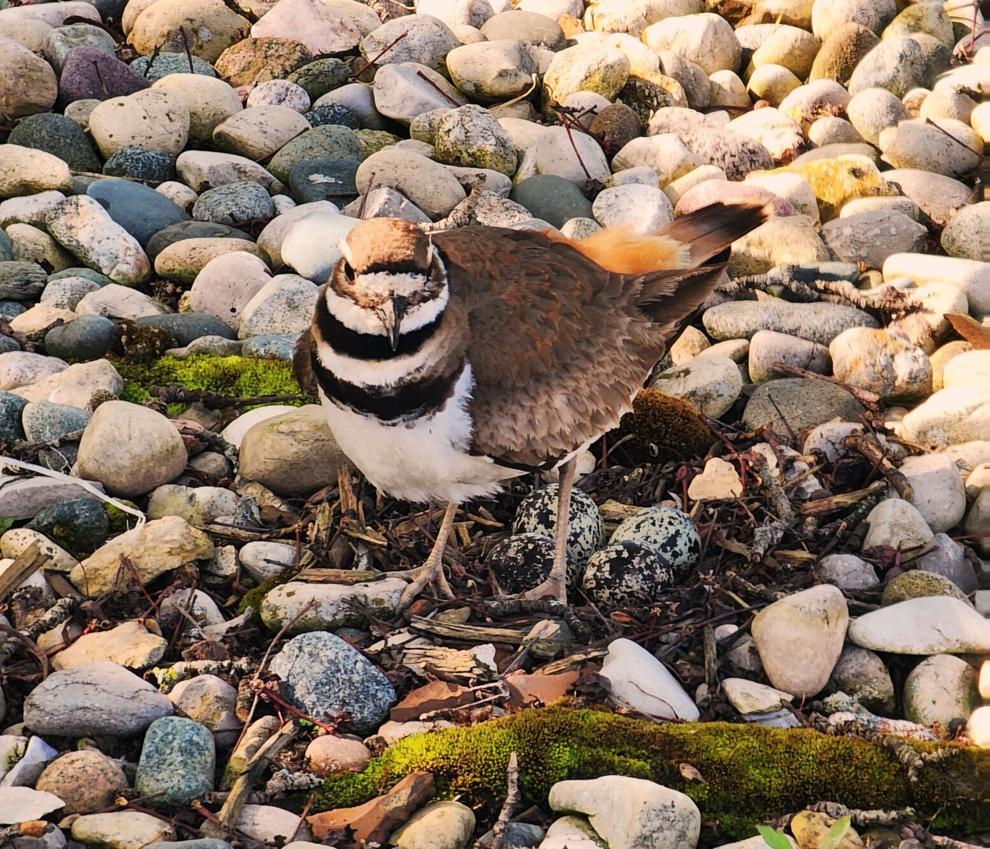Killdeer: That crippled bird really isn't hurt