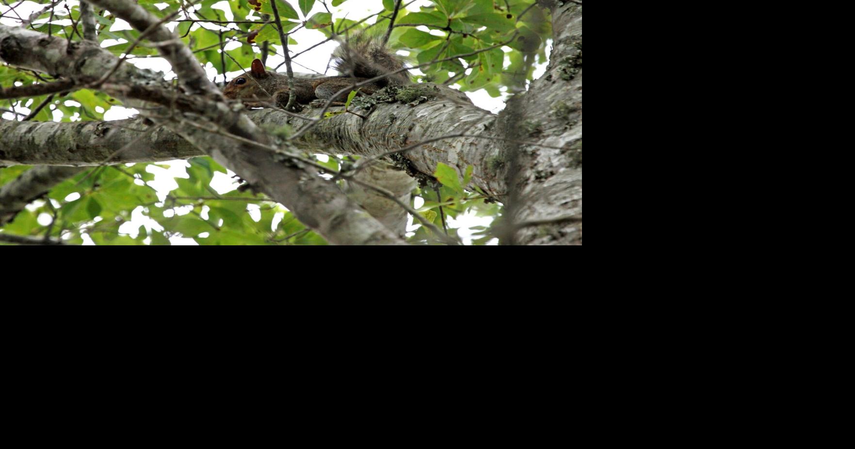 Squirrel opening day ushers in new hunting year News