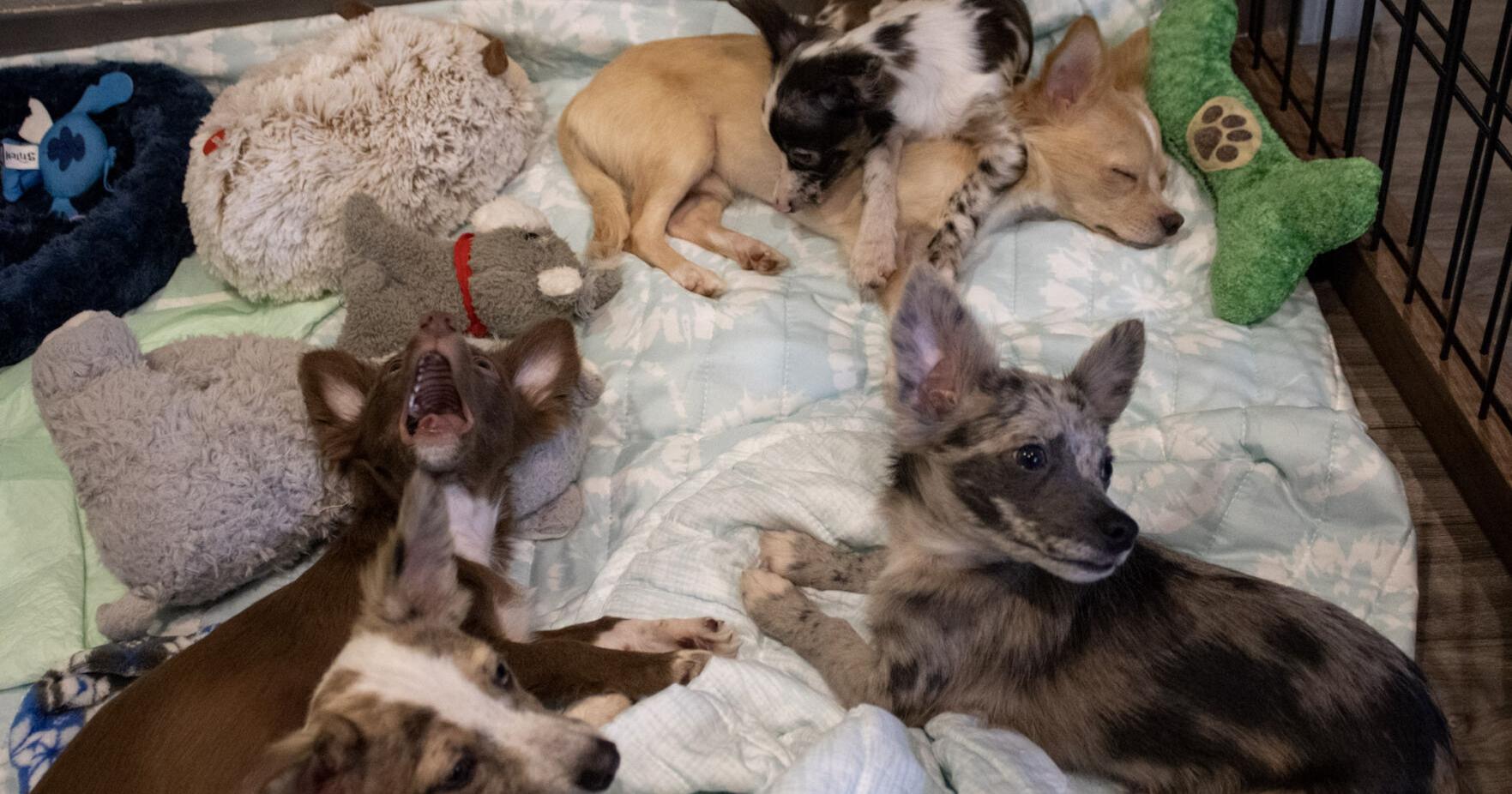 Human society has rescued Chihuahuas up for adoption - Vimarsana News