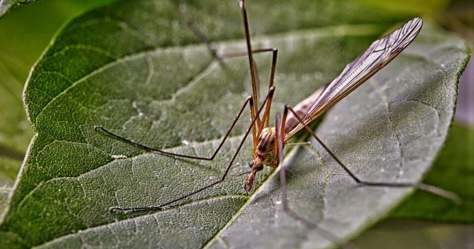 Crane flies: Huge mosquito lookalikes harmless - Vimarsana News
