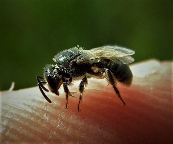 Don T Sweat These Bees Or Less So Flies Local Sports Paducahsun Com