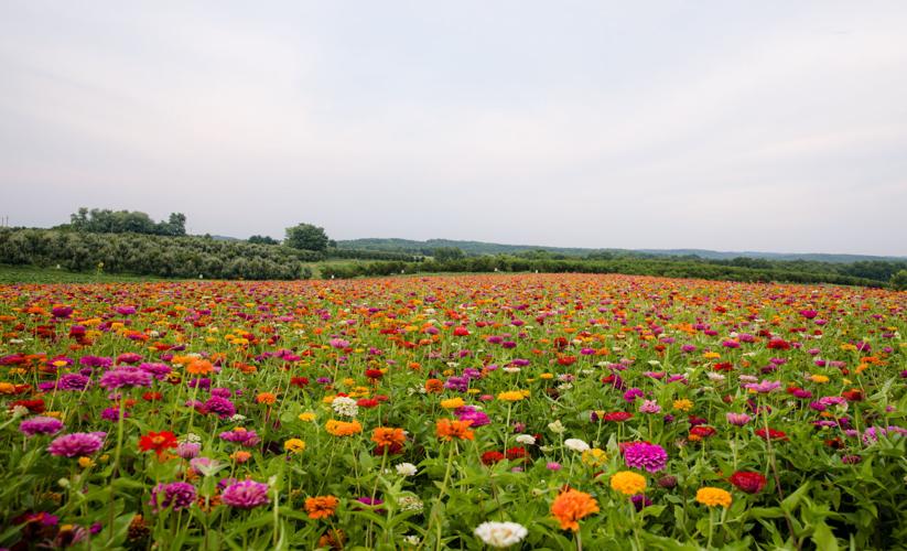Spring At Rendleman Orchard Rendleman Orchards thrives through generations of change | News ...