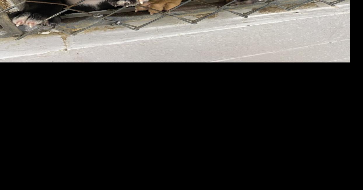 Shelters preparing to help dogs through winter News