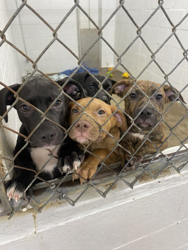Local animal shelter nearing capacity, needs fosters and adopters, Local
