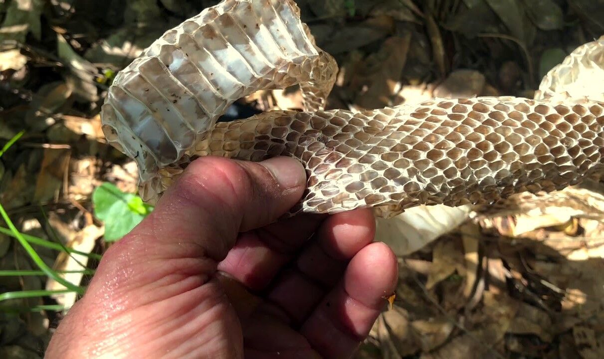The skin game: Snakes have to shed their hides to grow | Sports