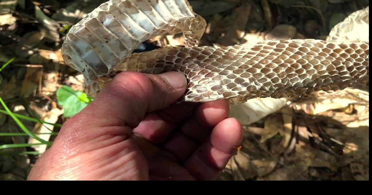 The skin game: Snakes have to shed their hides to grow | Sports General ...