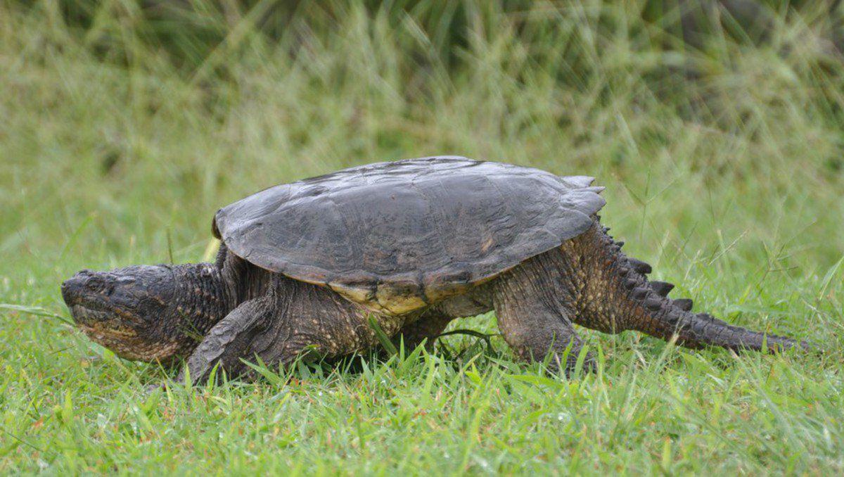 Wallpaper Snappers These Turtles Can T Hide As Well But They Don T Need To HD