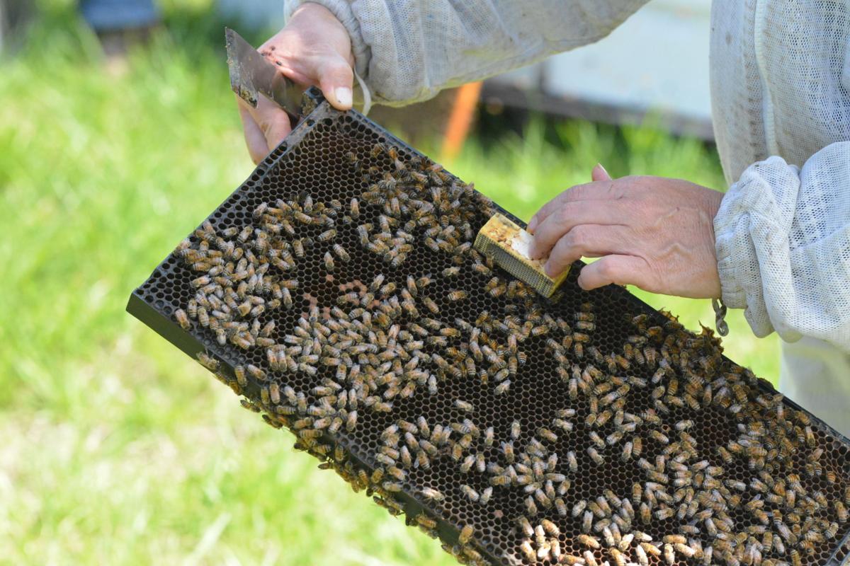 Lake Barkley Beekeepers Association