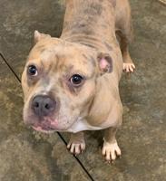 Pet of the Week
