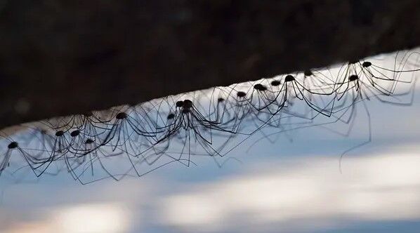 Daddy long legs: Myth & Facts - Budget Brothers Termite & Pest Control