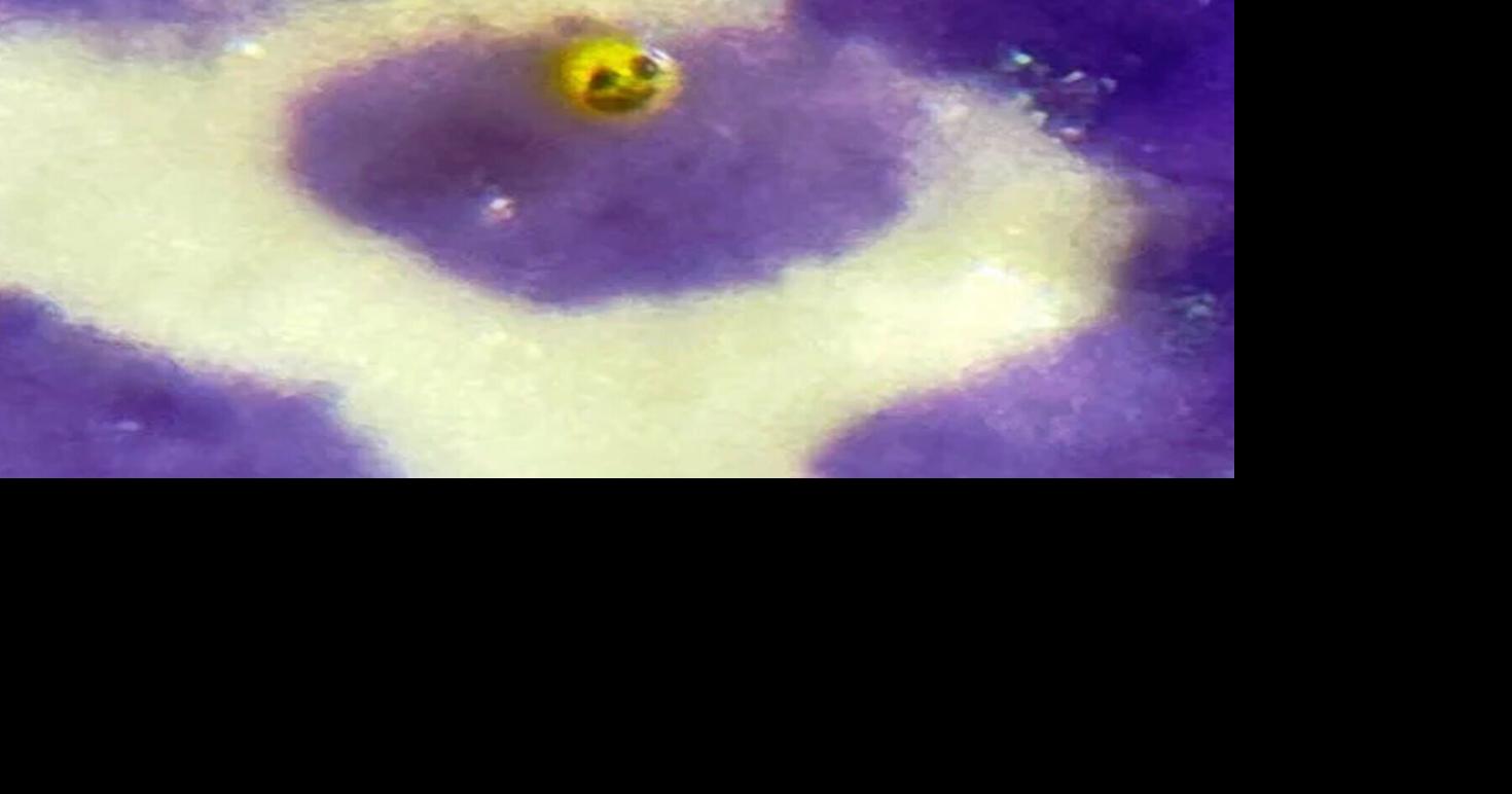 Artist breaks world record with smallest sculpture ever