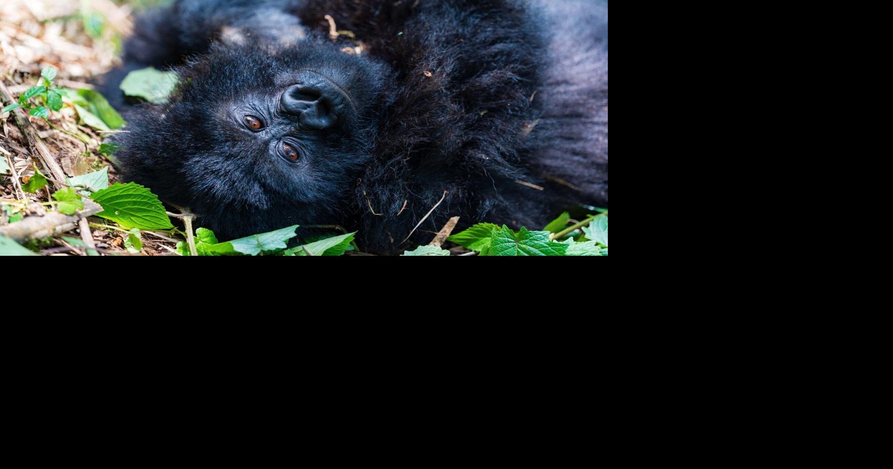 Rwanda’s National Parks Offer True Wilderness Exploration, As Country Continues Conservation Push