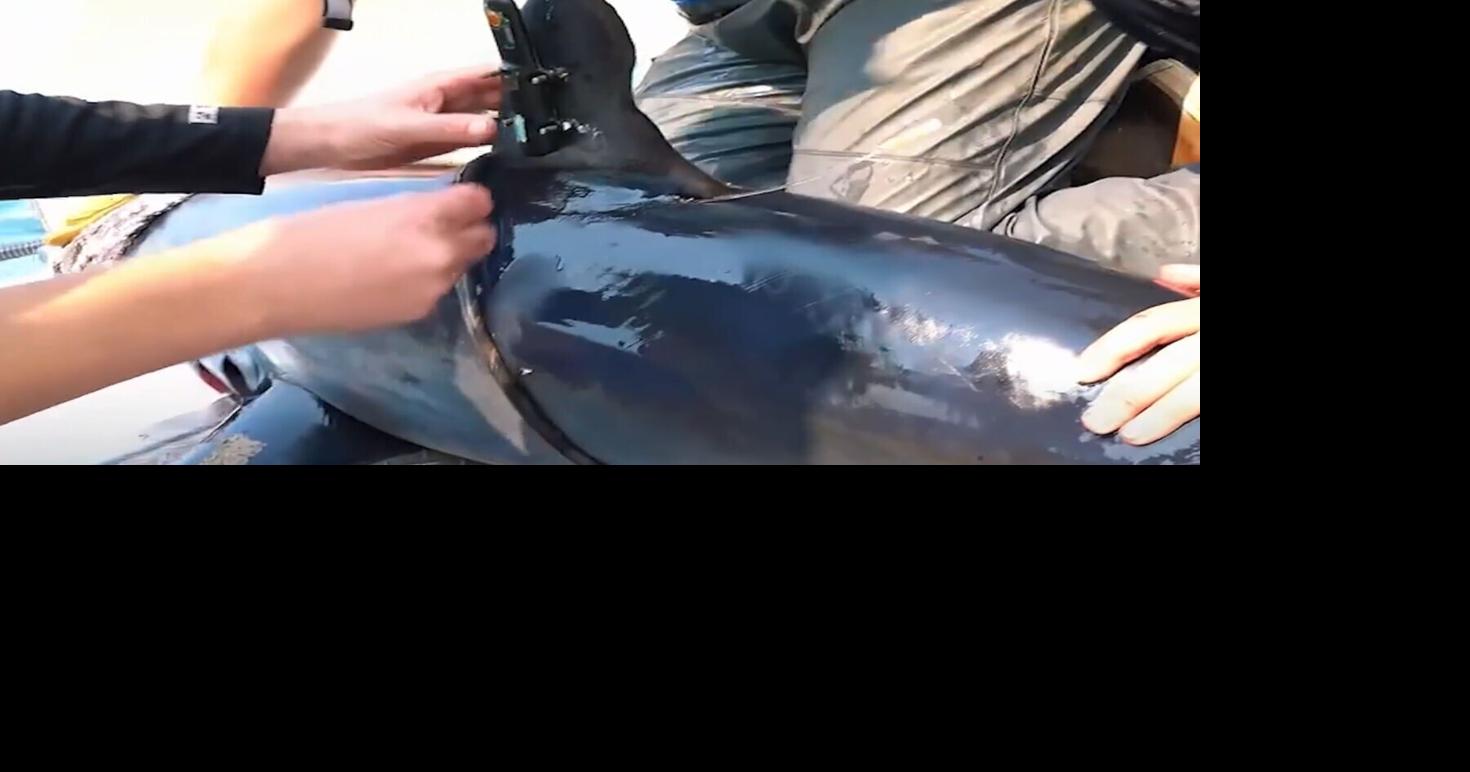 Scientist put sensors on sharks to help improve climate forecasts