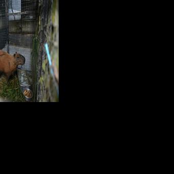 Eight people arrested in Brazil for 'brutal' attack on capybara