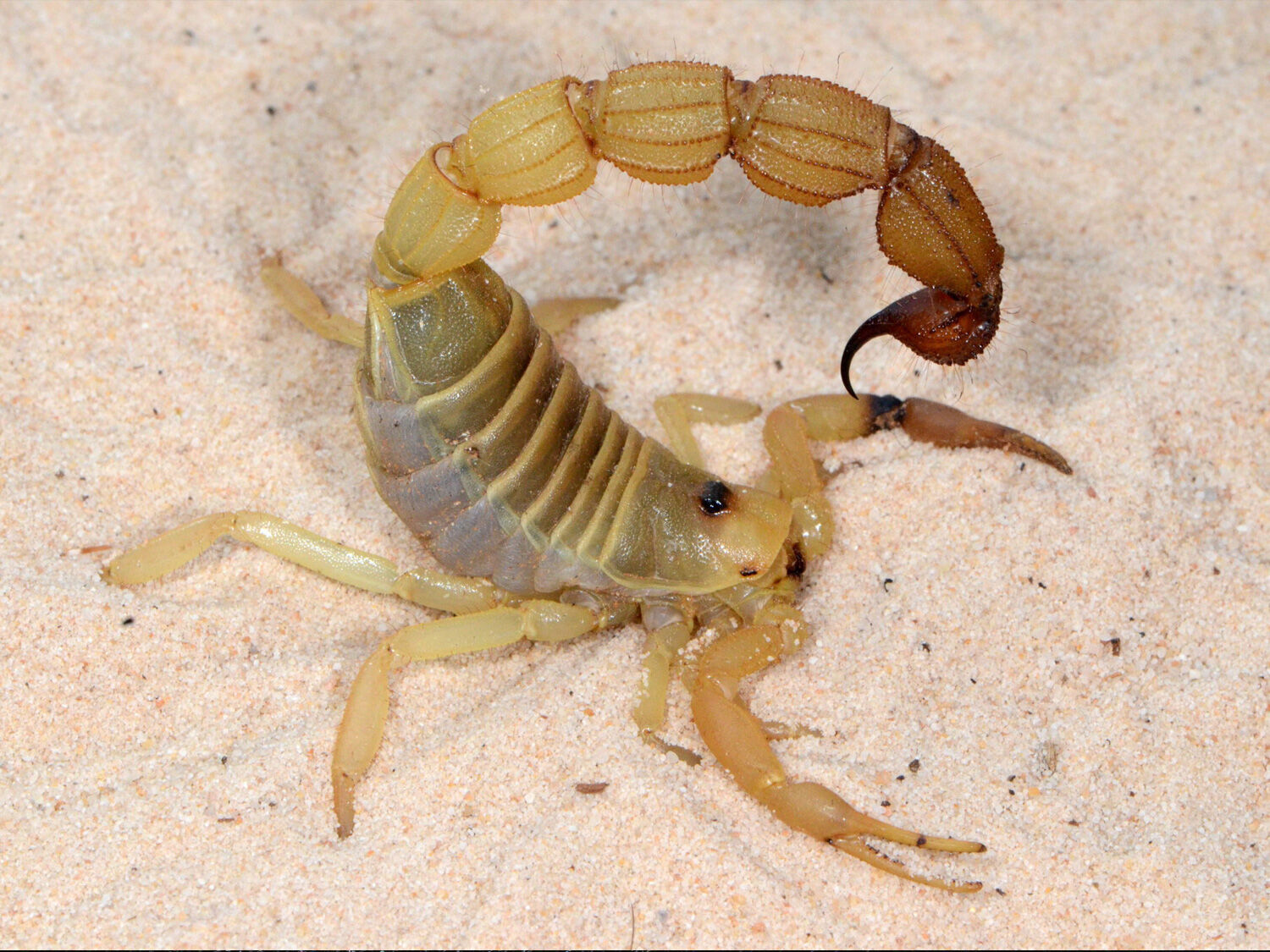 Scientists discover scorpions' sting fortified with metal