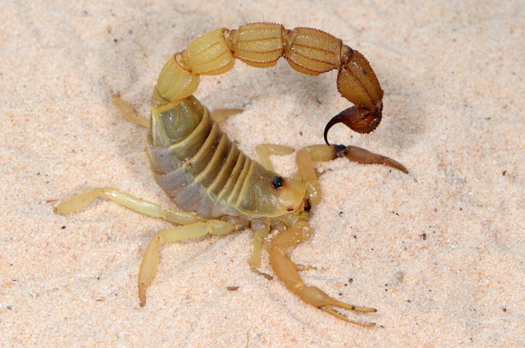Scientists discover scorpions' sting fortified with metal