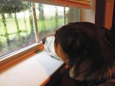 6-7 dog looking at rain.jpg