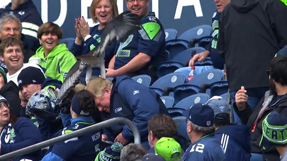 Seattle Seahawks' live mascot lands on fan's head Thursday