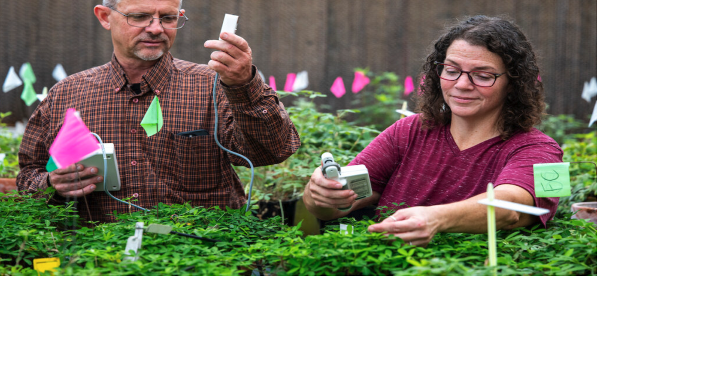 How Texas is finding ways in perfecting the peanut