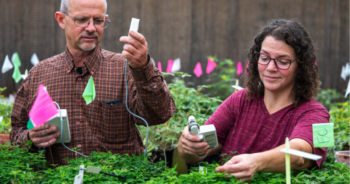 How Texas is finding ways in perfecting the peanut