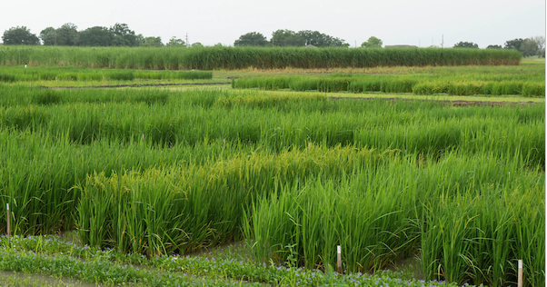 Western Rice Conference Western Rice Belt Production Conference scheduled Jan. 21 in El Campo ...