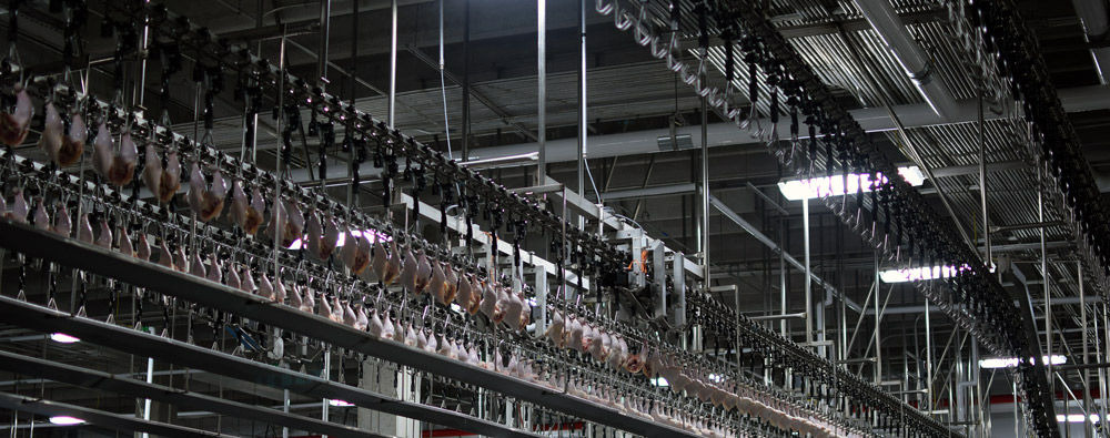 Inside Sanderson Farms | News | palestineherald.com