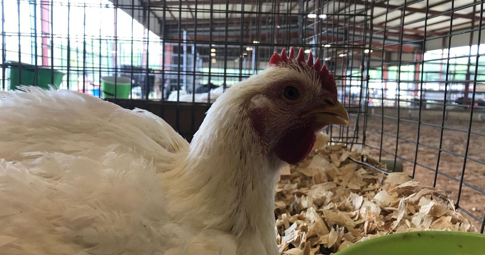 Anderson County Youth Livestock Show kicks off Monday - Vimarsana News