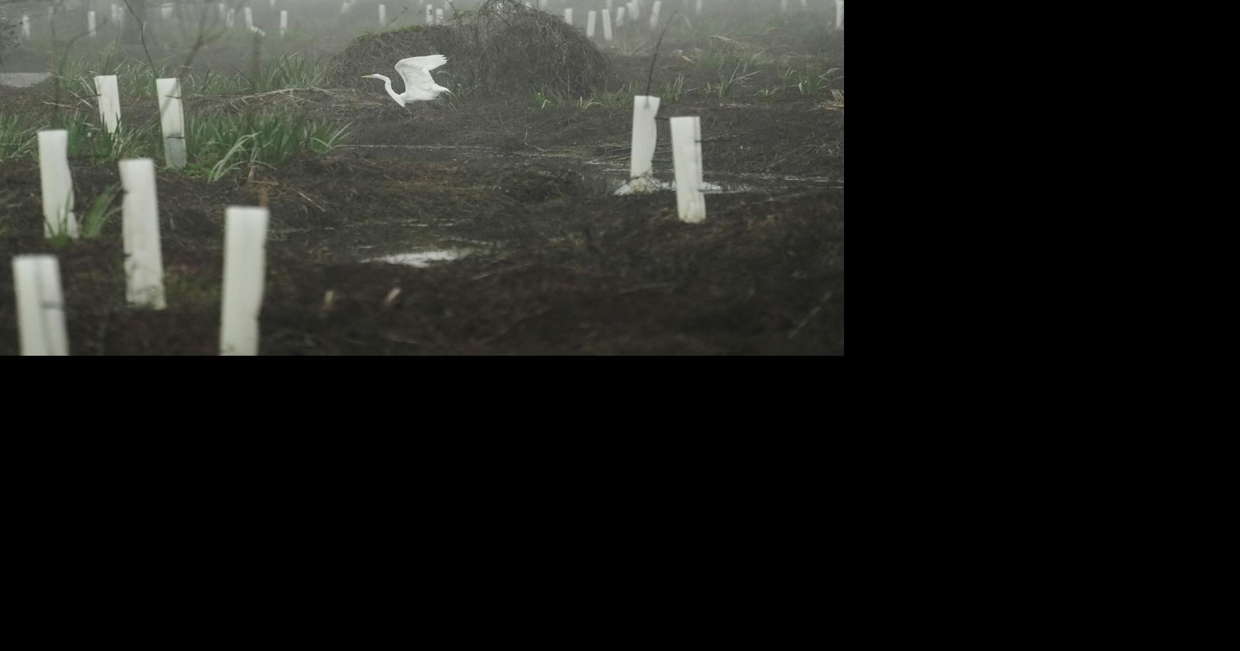 Climate Wetland Restoration Tree Planting