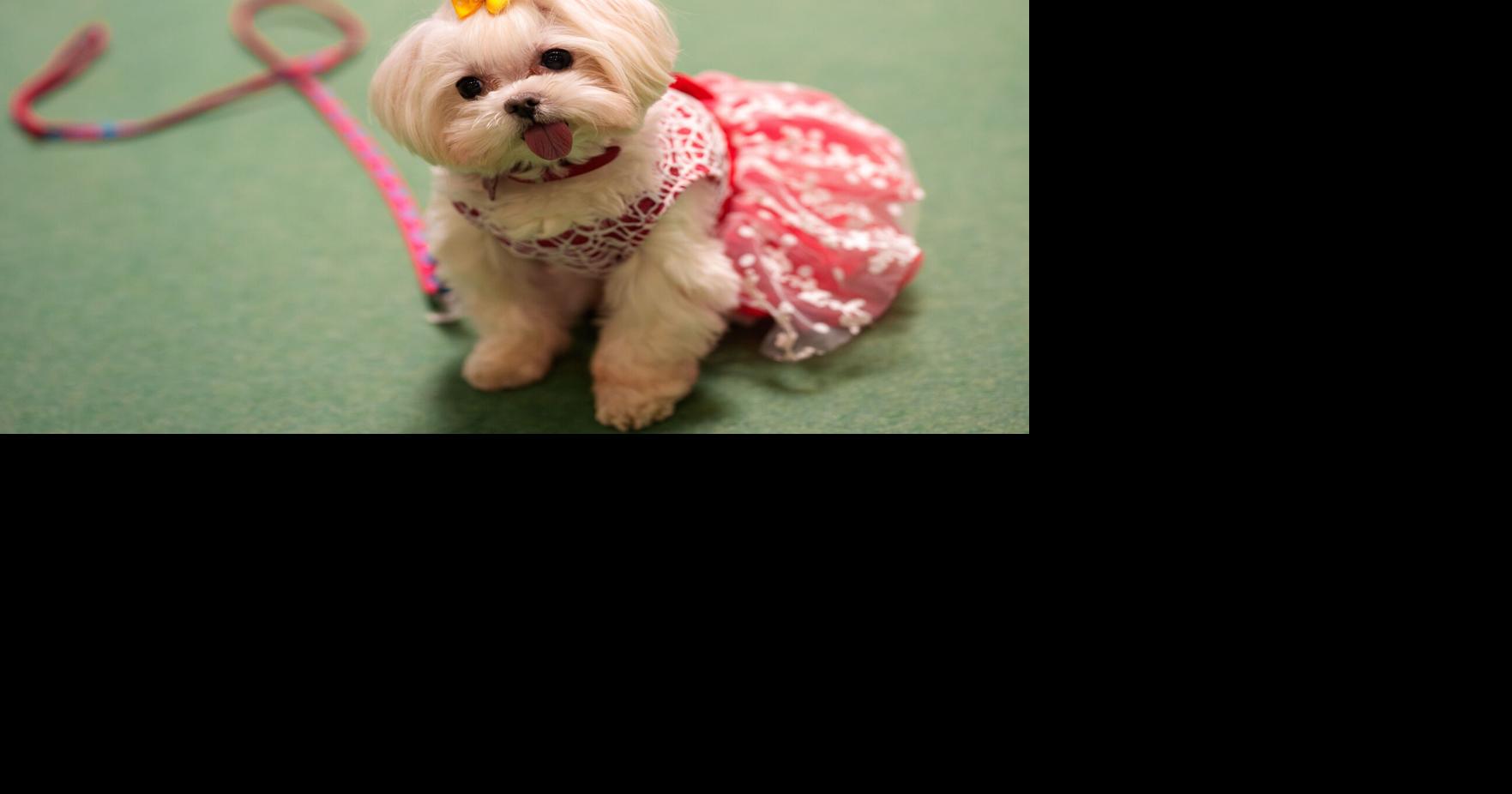 APTOPIX Romania Pet Expo