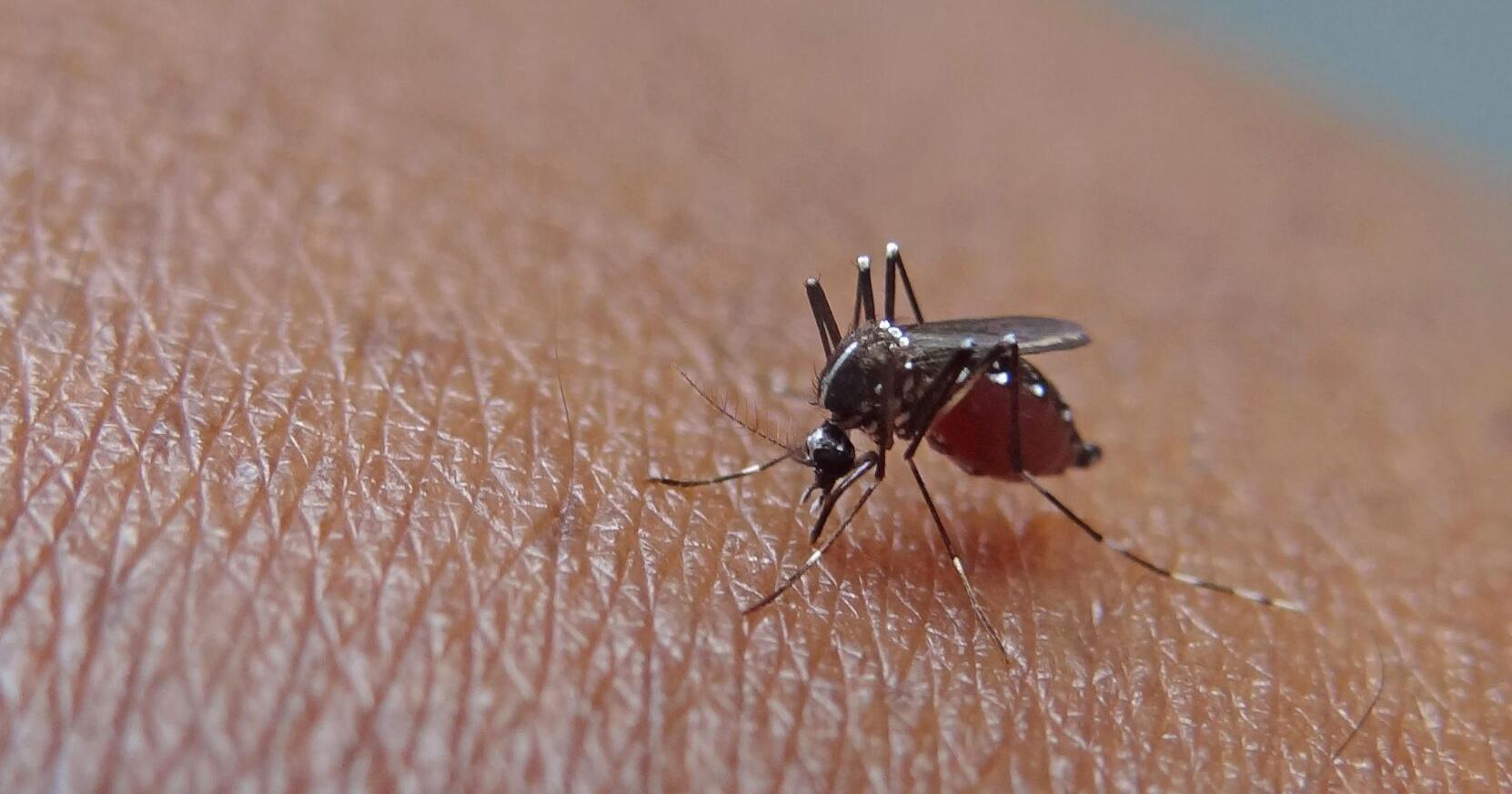 City to spray for mosquitos - Vimarsana News