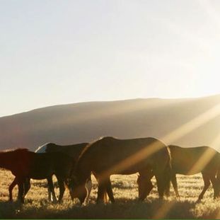 Wild horse, burro sale scheduled in Palestine - Vimarsana News