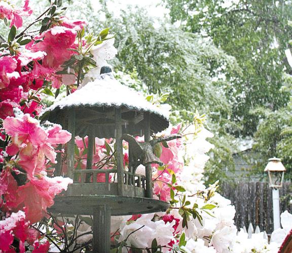 y-in-r snow on the azaleas