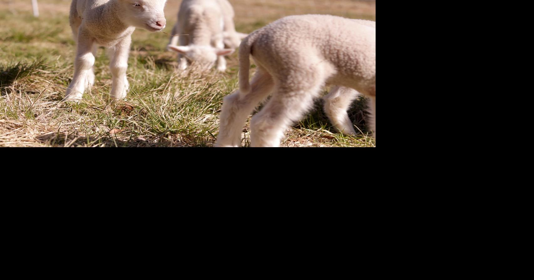 US Sheep Sextuplets Vermont