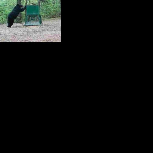 Black bear continues to roam East Texas