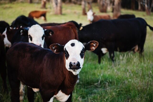 Hay supplies remain tight for Texas cattle producers - AgriLife Today