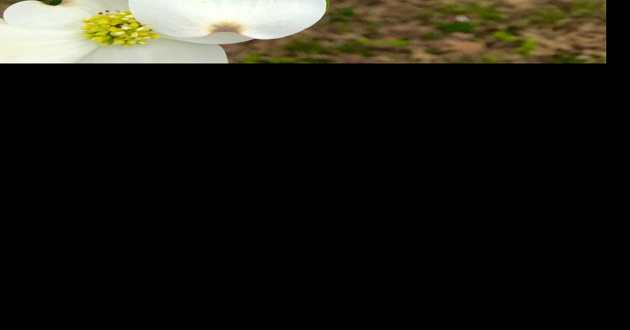 Palestine's Dogwood Festival has big economic impact News