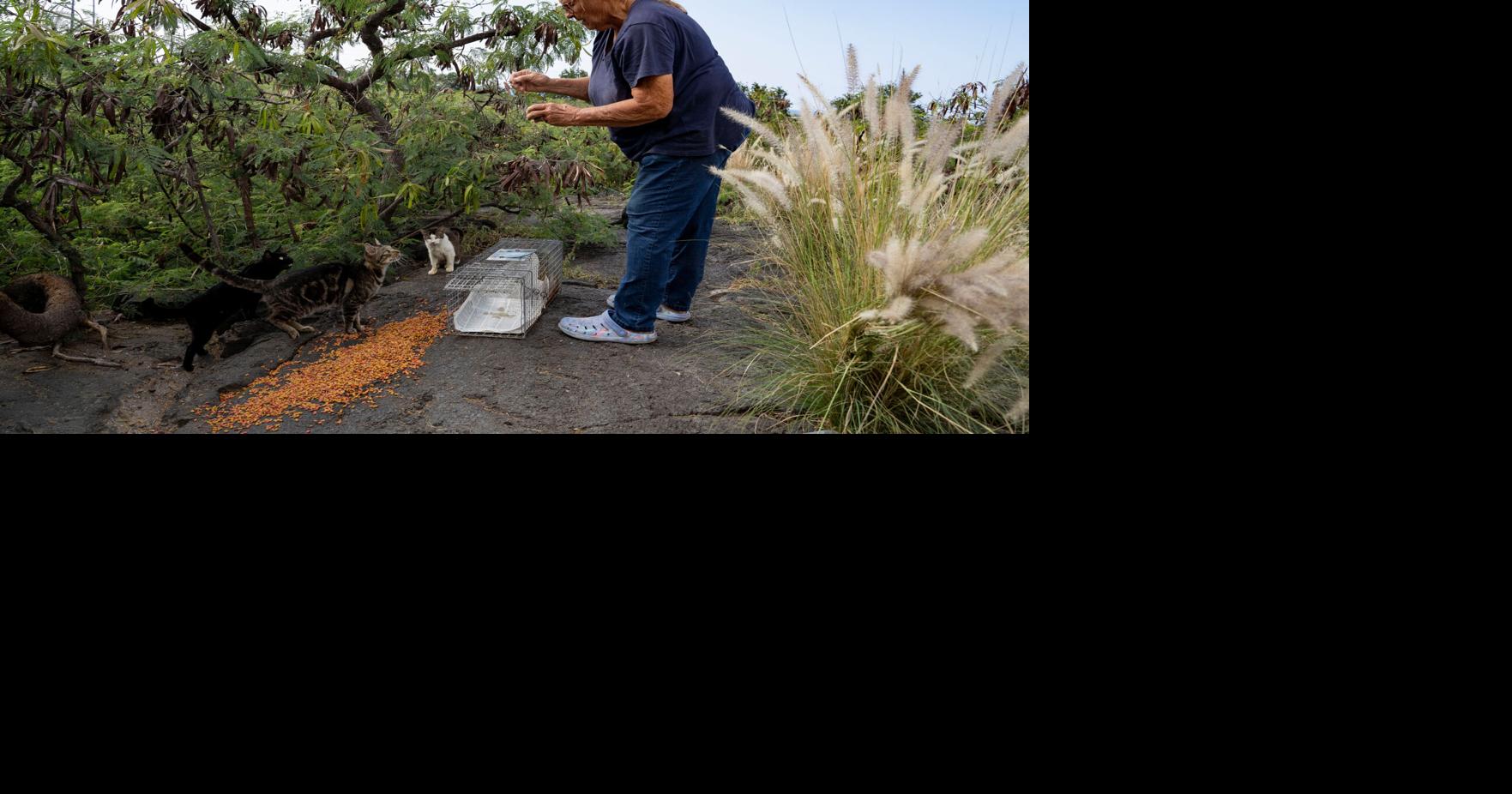 Feeding Cats-Hawaii
