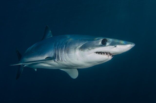 TV Talk: 'Shark Week' goes inside 'Belly of the Beast' to get close-up  views of sharks