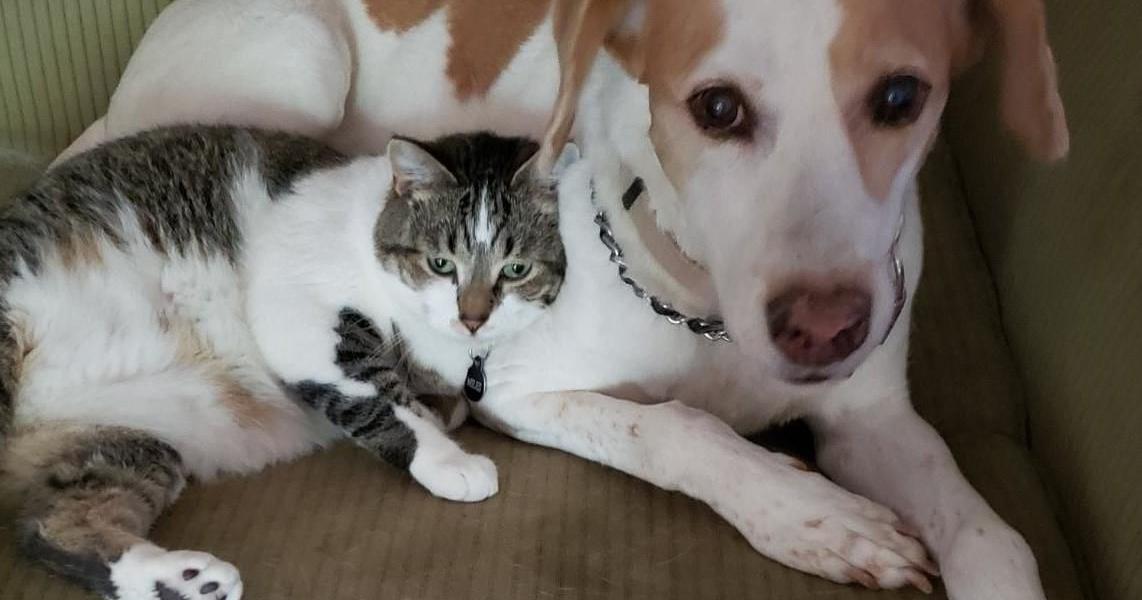 Most BARC dogs will be spared | News | palestineherald.com