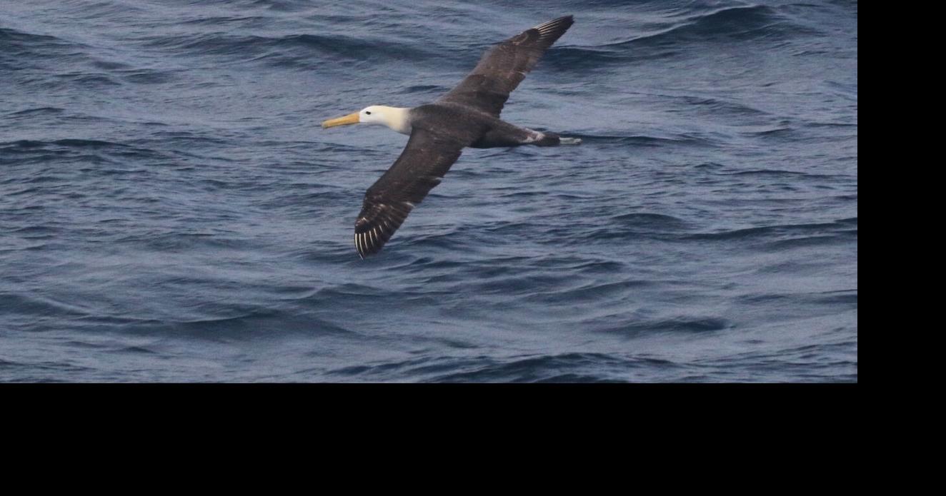 California Rare Bird