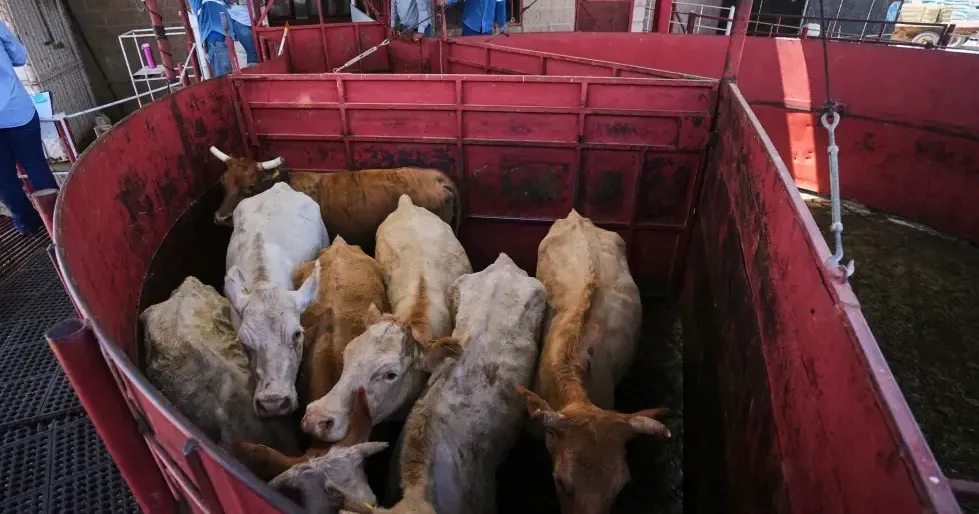 Economists don’t expect reopening the US to Mexican cattle imports to reduce high beef prices