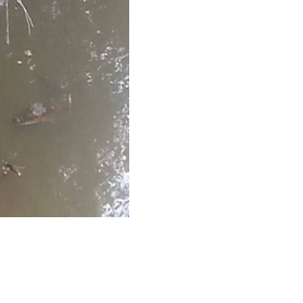 TPWD says alligators in East Texas “not uncommon” | News ...