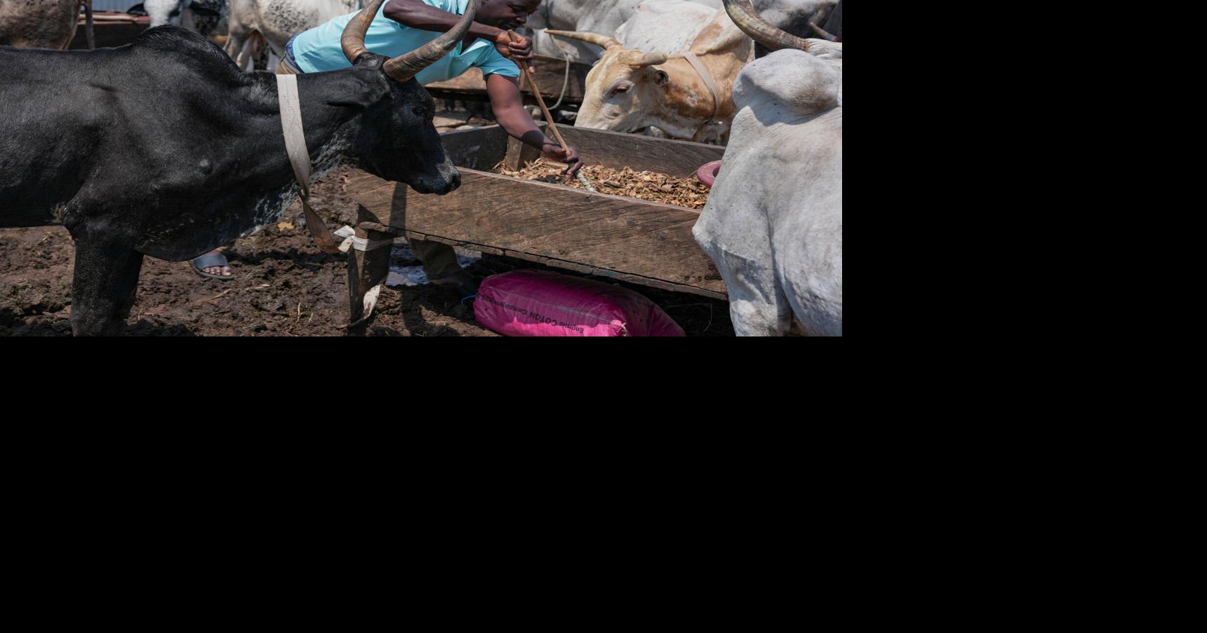 Migration Ivory Coast Herders