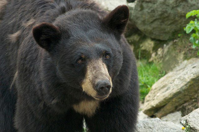 Why Black Bears Are Returning to Texas – Texas Monthly