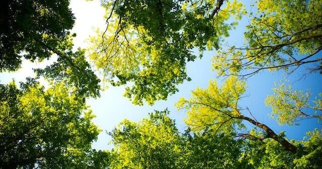 Agriculture Extension Service hosting program on tree care